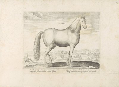 Hengst uit Anatolië 生まれ（オブジェクトのタイトル） Paardenrassen uit de Koninklijke Stalen van Don Juan van Oostenrijk (シリーズ タイトル) あらゆる種類の貴族が乗った馬：世界のさまざまな地域で区別された馬の行動が選択された（...）（oのシリーズタイトル 作： Anonymous