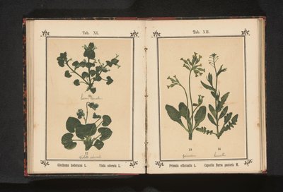 犬の速歩とマーチ バイオレット Glechoma hederacea L. Violaodorata L. (オブジェクトのタイトル) 作： Anonymous