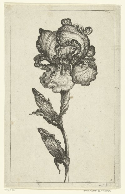 虹彩 ヴェルシェイデの新しいチューリップ、その他の花 (連載タイトル) 作： Anonymous