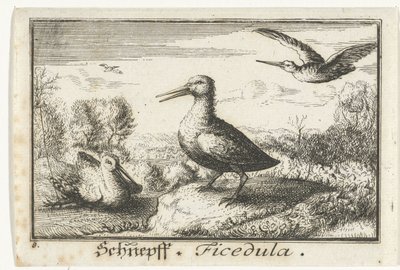 3 羽のシギがいる風景 Schneff、Ficedula。 (アイテムのタイトル) 作： Anonymous