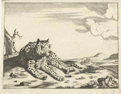 横になっているヒョウ、正面から見た、右足 作： Anonymous