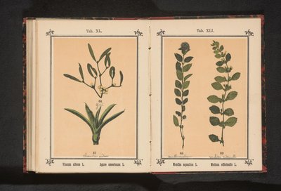 ヤドリギとセンテニアル アロエ Viscum アルバム L. Agave americana L. (オブジェクトのタイトル) 作： Anonymous