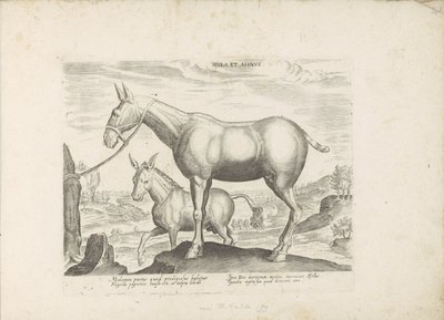 Mulezel en ezel ラバとロバ (オブジェクトのタイトル) Paardenrassen uit de Koninklijke Stalen van Don Juan van Oostenrijk (シリーズ タイトル) ありとあらゆる貴族が乗った馬 世界各地の馬のマナーを厳選（…）（連載タイトル） 作： Anonymous