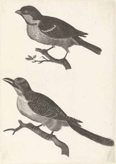 左の枝にスズメ、その下に鋸歯状のくちばしを持つ鳥 作： Anonymous