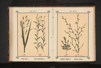 アイブライトとワイルドチコリ Euphrasia officinalis L. Cichorium Intybus L. (オブジェクトのタイトル) 作： Anonymous