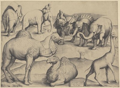 オリファンテス、ヒトコブラクダ、キリン ローマの最古の絵画から取られた動物の表 3 (オブジェクトのタイトル) ローマの壮麗な鏡 (シリーズ名) 作： Anonymous