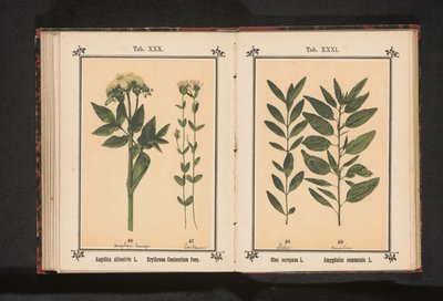 オリーブの枝とアーモンドの枝 Olea europaea L. Amygdalus communis L. (オブジェクトのタイトル) 作： Anonymous