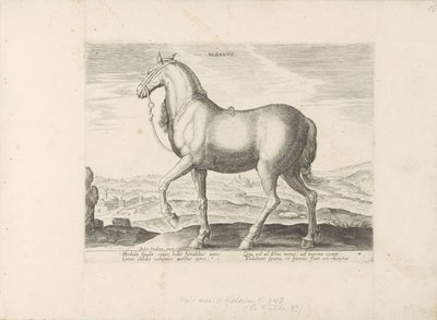 パール ウィット アルバニア アルバヌス (オブジェクトのタイトル) Paardenrassen uit de Koninklijke Stalen van Don Juan van Oostenrijk (シリーズ タイトル) あらゆる種類の貴族が乗っている馬：世界のさまざまな地域から区別された馬の行動が選択されました（...）（objのシリーズタイトル 作： Anonymous