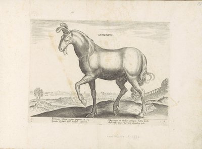 Paard uit Armenië アルメニウス (オブジェクトのタイトル) Paardenrassen uit de Koninklijke Stalen van Don Juan van Oostenrijk (シリーズ タイトル) あらゆる種類の貴族が乗っている馬：世界のさまざまな地域で区別された馬の行動が選択されました（...）（obのシリーズタイトル 作： Anonymous