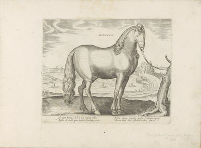 Paard uit Bretagne (イギリス) 英国 (オブジェクトのタイトル) Paardenrassen uit de Koninklijke Stalen van Don Juan van Oostenrijk (シリーズ タイトル) あらゆる種類の貴族が乗っている馬: 馬の行動によって区別される世界のさまざまな地域から選ばれた (...) (セリ 作： Anonymous
