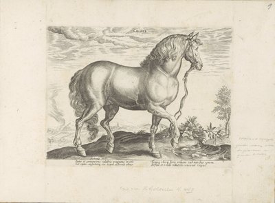 パール ウィット カラブリア カラバル (オブジェクトのタイトル) Paardenrassen uit de Koninklijke Stalen van Don Juan van Oostenrijk (シリーズ タイトル) あらゆる種類の貴族が乗っている馬：世界のさまざまな地域で区別された馬の行動が選択されました（...）（obのシリーズタイトル 作： Anonymous