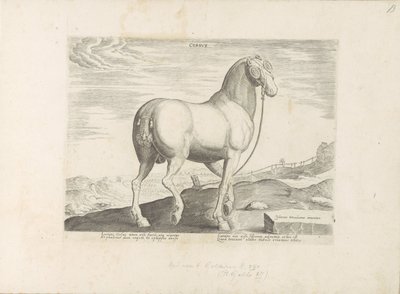 コルシカ島の馬 ハート (オブジェクトのタイトル) Paardenrassen uit de Koninklijke Stalen van Don Juan van Oostenrijk (シリーズ タイトル) ありとあらゆる貴族が乗った馬 世界各地で際立った馬の行動が選ばれました (...) (objeのシリーズタイトル 作： Anonymous