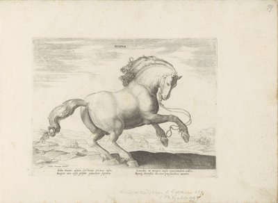 Paard uit Danemarken デンマーク語 (オブジェクトのタイトル) Paardenrassen uit de Koninklijke Stalen van Don Juan van Oostenrijk (シリーズ タイトル) あらゆる種類の貴族が乗っている馬：世界のさまざまな地域で区別された馬の行動が選択されました（...）（obのシリーズタイトル 作： Anonymous