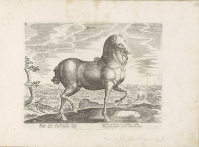 Paard uit エンゲランド Brito (オブジェクトのタイトル) Paardenrassen uit de Koninklijke Stalen van Don Juan van Oostenrijk (シリーズ タイトル) あらゆる貴族が乗った馬 世界各地で際立った馬の行動が選ばれた (…) (objeのシリーズタイトル 作： Anonymous