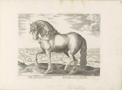 パール ウィット フリースラント Phryso (オブジェクトのタイトル) Paardenrassen uit de Koninklijke Stalen van Don Juan van Oostenrijk (シリーズ タイトル) あらゆる種類の貴族が乗っている馬：世界のさまざまな地域で区別された馬の行動が選択されました（...）（obのシリーズタイトル 作： Anonymous