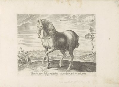 Paard uit Gelre シカンバー (オブジェクトのタイトル) Paardenrassen uit de Koninklijke Stalen van Don Juan van Oostenrijk (シリーズ タイトル) ありとあらゆる貴族が乗った馬 世界各地で際立った馬の行動が選ばれました (...) (objeのシリーズタイトル 作： Anonymous