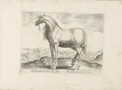 Paard ギリシャ Achivus (オブジェクトのタイトル) Paardenrassen uit de Koninklijke Stalen van Don Juan van Oostenrijk (シリーズ タイトル) ありとあらゆる貴族が乗った馬 世界各地の選りすぐりの馬のふるまい（…）（連載タイトル 作： Anonymous