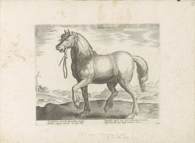 Paard uit Gulik (Juliacus) ジュリア (オブジェクトのタイトル) Paardenrassen uit de Koninklijke Stalen van Don Juan van Oostenrijk (シリーズ タイトル) あらゆる種類の貴族が乗っている馬: 馬の行動によって区別される世界のさまざまな地域から選ばれた (...) (一連の 作： Anonymous