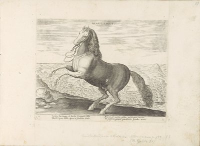 Paard uit Napels ナポリタン (オブジェクトのタイトル) Paardenrassen uit de Koninklijke Stalen van Don Juan van Oostenrijk (シリーズ タイトル) ありとあらゆる貴族が乗った馬 世界各地の選りすぐりの馬のふるまい（…）（連載タイトル 作： Anonymous