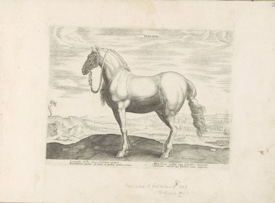 Paard uit Noord-Italië Insuber (オブジェクトのタイトル) Paardenrassen uit de Koninklijke Stalen van Don Juan van Oostenrijk (シリーズ タイトル) ありとあらゆる貴族が乗った馬 世界各地で際立った馬のふるまいが選ばれる (…) (連載タイトル o 作： Anonymous