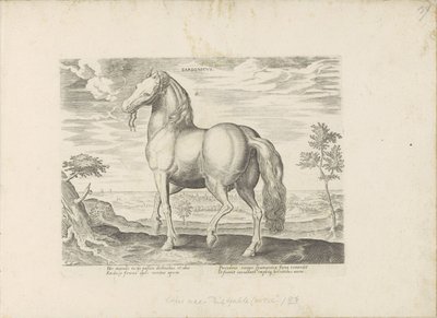 サルデーニャ出身のパールド Sardonicus (オブジェクトのタイトル) Paardenrassen uit de Koninklijke Stalen van Don Juan van Oostenrijk (シリーズ タイトル) ありとあらゆる貴族が乗った馬 世界各地の選りすぐりの馬のふるまい（…）（連載タイトル 作： Anonymous