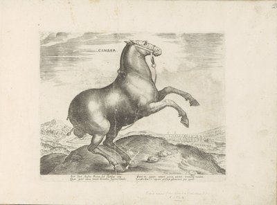 Paard uit Scythia シンバー (オブジェクトのタイトル) Paardenrassen uit de Koninklijke Stalen van Don Juan van Oostenrijk (シリーズ タイトル) ありとあらゆる貴族が乗った馬 世界各地で際立った馬の行動が選ばれました (...) (objeのシリーズタイトル 作： Anonymous