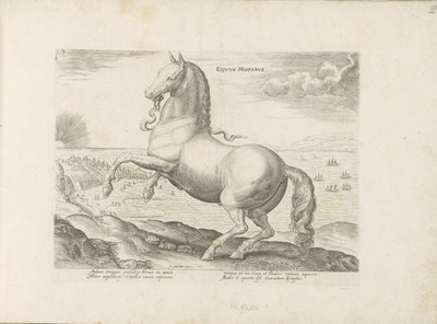 Paard uit Spanje スペインの馬 (オブジェクトのタイトル) Paardenrassen uit de Koninklijke Stalen van Don Juan van Oostenrijk (シリーズ タイトル) ありとあらゆる貴族が乗った馬 世界各地の選りすぐりの馬のふるまい（・・・）（連載タイトル） 作： Anonymous