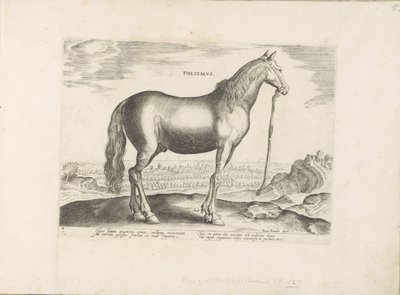 Paard uit Thessalië テッサリア (オブジェクトのタイトル) Paardenrassen uit de Koninklijke Stalen van Don Juan van Oostenrijk (シリーズ タイトル) ありとあらゆる貴族が乗った馬 世界各地の選りすぐりの馬のふるまい（…）（連載タイトル 作： Anonymous