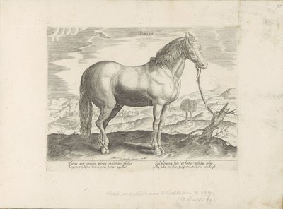 Paard uit Turkije トルコ語 (オブジェクトのタイトル) Paardenrassen uit de Koninklijke Stalen van Don Juan van Oostenrijk (シリーズ タイトル) ありとあらゆる貴族が乗った馬 世界各地で際立った馬の行動が選ばれました (...) (objeのシリーズタイトル 作： Anonymous