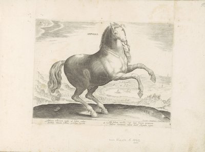 Paard uit Zuid-Italië Appulus (オブジェクトのタイトル) Paardenrassen uit de Koninklijke Stalen van Don Juan van Oostenrijk (シリーズ タイトル) ありとあらゆる貴族が乗った馬 世界各地の選りすぐりの馬のふるまい（…）（連載タイトル 作： Anonymous