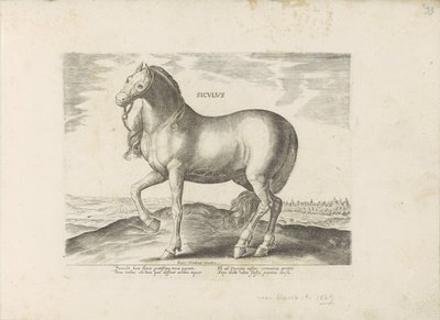 パールド・ヴァン・シチリア Siculus (オブジェクトのタイトル) Paardenrassen uit de Koninklijke Stalen van Don Juan van Oostenrijk (シリーズ タイトル) あらゆる種類の貴族が乗っている馬：世界のさまざまな地域から区別された馬の行動が選択されました（...）（objのシリーズタイトル 作： Anonymous