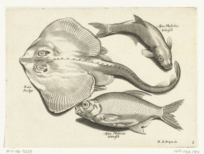 エイ、鯛、白身魚 Libelivs varia Genera piscium complectens (シリーズタイトル) 淡水魚・海魚・カエル・甲殻類・海の生き物（連載タイトル） 作： Anonymous