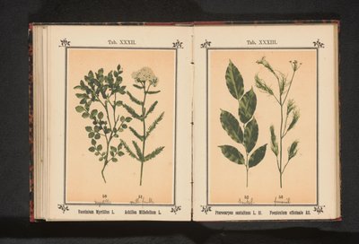レッドサンダルウッドとフェンネルのスパイス Ｐｔｅｒｏｃａｒｐｕｓ ｓａｎｔａｌｉｎｕｓ Ｌ．ｆｉｌ． Foeniculum officinale Al.. (オブジェクトのタイトル) 作： Anonymous