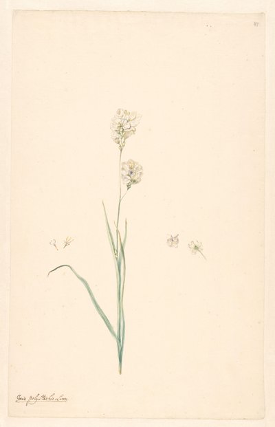 雌しべと花の詳細を持つ Ixia polystachya の枝 作： Anonymous