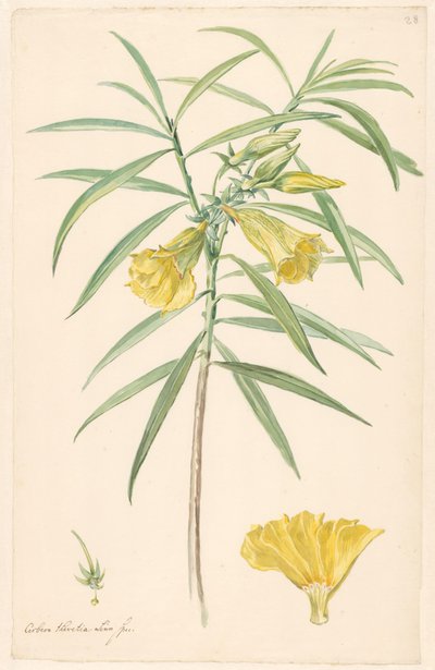 雌しべと花の詳細を持つ黄色の花 (ユリの一種) の枝 作： Anonymous