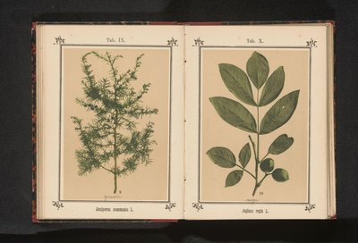 ジュニパーの枝 Juniperus communis L. (オブジェクトのタイトル) 作： Anonymous