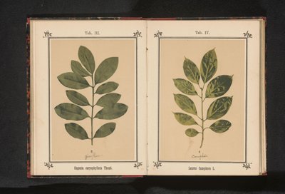 クスノキの枝 Laurus Camphora L. (オブジェクトのタイトル) 作： Anonymous