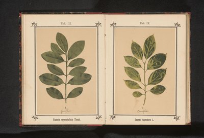 クローブの木の枝 Eugenia caryophyllata Thunb. (オブジェクトのタイトル) 作： Anonymous