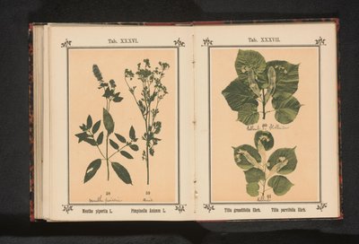 夏ライムの枝と冬ライムの枝 Tilia grandifolia えー。 Tilia parvifolia えー。 (アイテムのタイトル) 作： Anonymous
