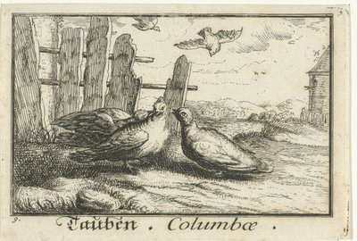 フェンスの 2 つのハト Tauben、Columbae (オブジェクトのタイトル) 作： Anonymous