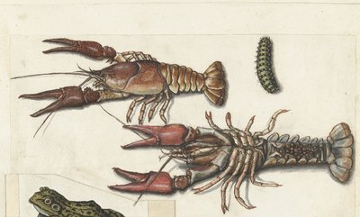 2 つの手長海老と毛虫 Cangrejos (オブジェクトのタイトル) ロンバードアルバム（シリーズタイトル） 作： Anonymous