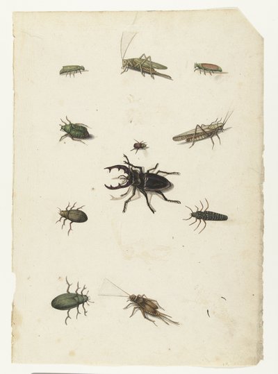 クワガタ、イナゴ 2 匹、カブトムシ 8 匹 ロンバードアルバム（シリーズタイトル） 作： Anonymous