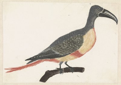 右側の枝にとまる長く湾曲したくちばしを持つ鳥 作： Anonymous
