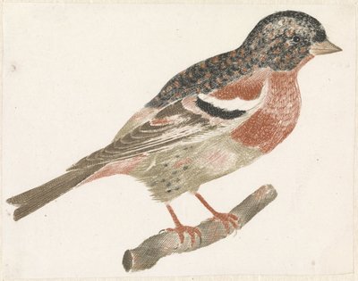 右側の枝にいる鳥、おそらくウソ 作： Anonymous