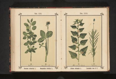 ウェッジドアーンとウォータードライの葉 Rhamnus cathartica L. Menyanthes trifoliata L. (オブジェクトのタイトル) 作： Anonymous