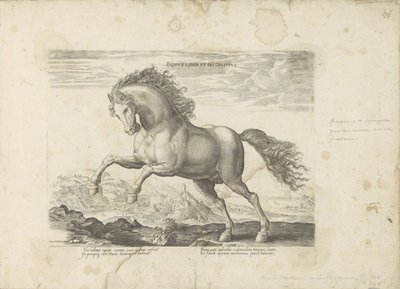 野生の馬 Equus Liber et Incopositus (オブジェクトのタイトル) あらゆる種類の貴族が乗った馬：世界のさまざまな地域で区別された馬の行動が選択された（...）（オブジェクトに関するシリーズタイトル） 作： Anonymous