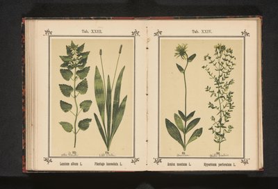 白いオドリコソウと狭いオオバコ オオムギのアルバム L. Plantago lanceolata L. (オブジェクトのタイトル) 作： Anonymous