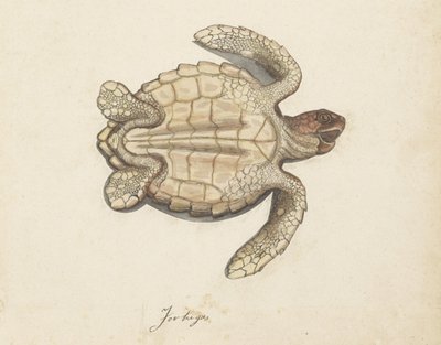 ウミガメ Tortugas (オブジェクトのタイトル) ロンバードアルバム（シリーズタイトル） 作： Anonymous