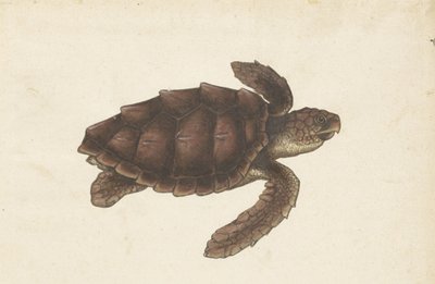 Zeeschildpad Tortugas - Eretmochelys imbricata / Hawksbill Turtle / karetschildpad (オブジェクトのタイトル) ロンバードアルバム（シリーズタイトル） 作： Anonymous