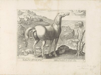 Zephyrus bevrucht een merrie Paardenrassen uit de Koninklijke Stalen van Don Juan van Oostenrijk (シリーズ タイトル) あらゆる種類の貴族が乗った馬：世界のさまざまな地域で区別された馬の行動が選択された（...）（オブジェクトに関するシリーズタイトル） 作： Anonymous